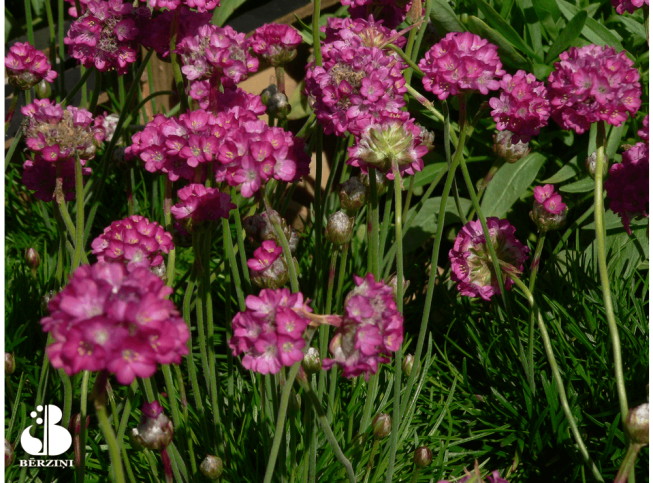 Armeria maritima   'Rosea'